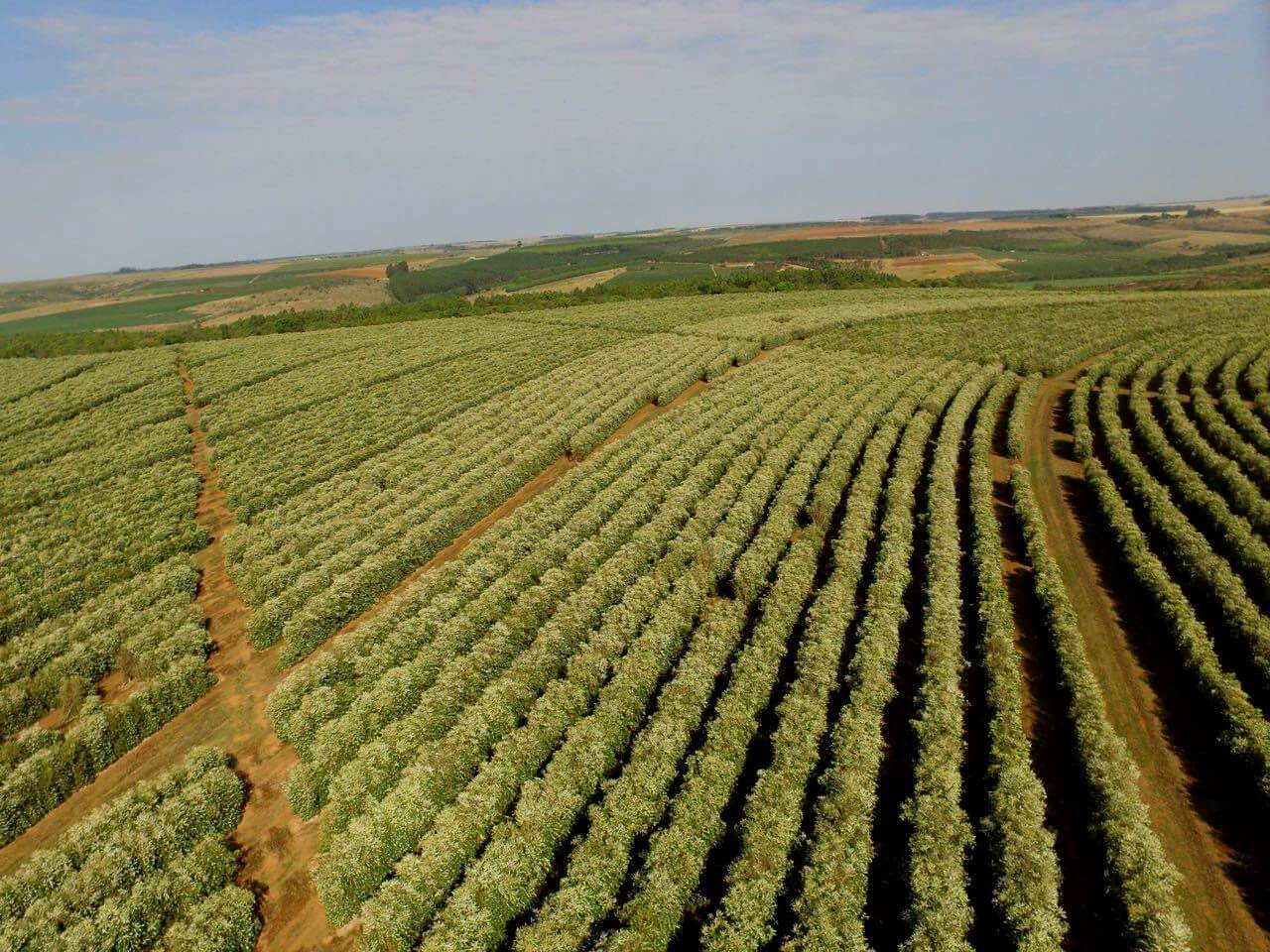 cerrado2_1.jpg